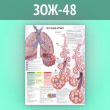Плакат «Что такое астма?» (ЗОЖ-48, ламинированная бумага, А2, 1 лист)